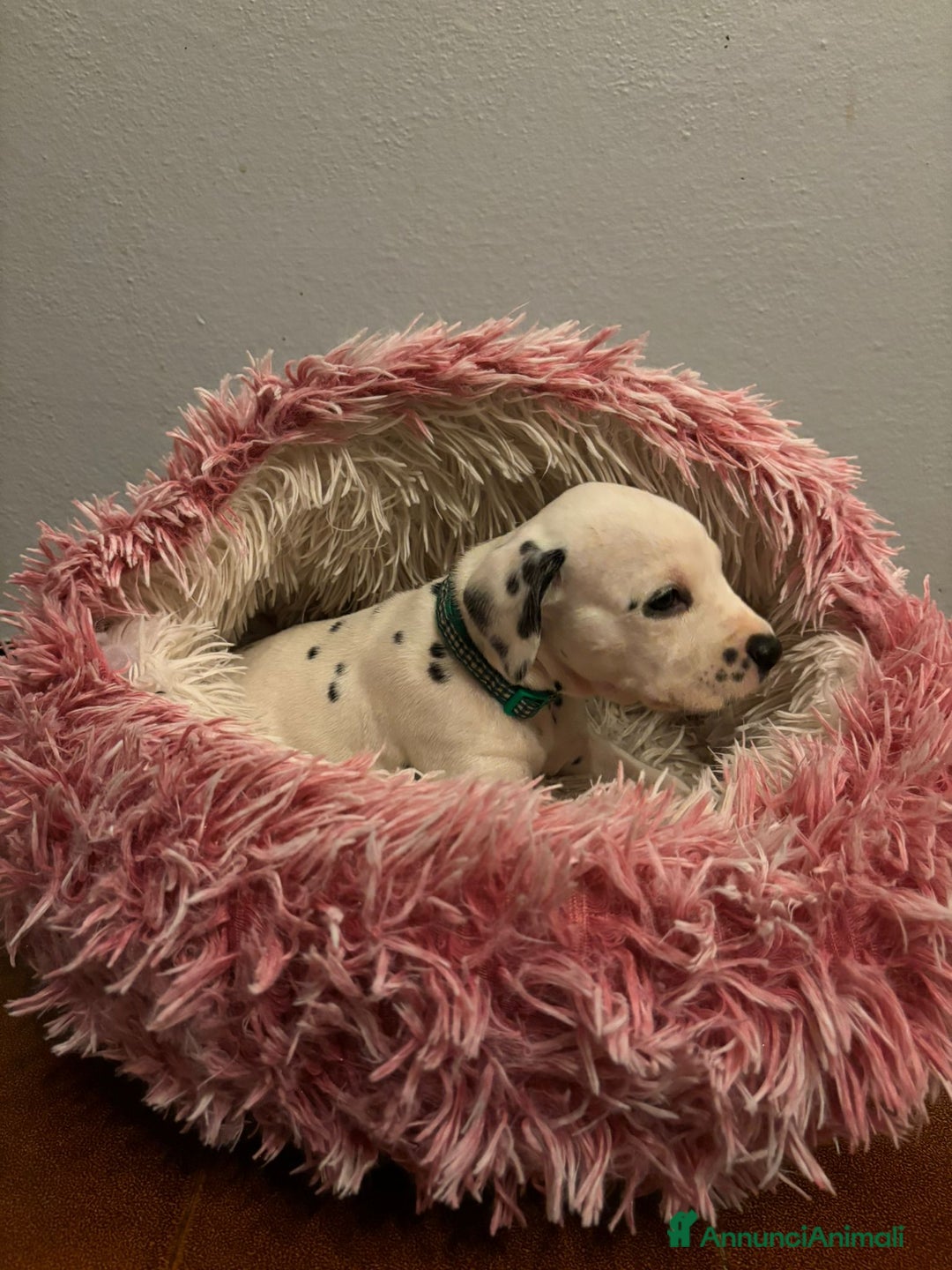 Dalmata cani in vendita: Dalmata cuccioli  - Annuncio 5