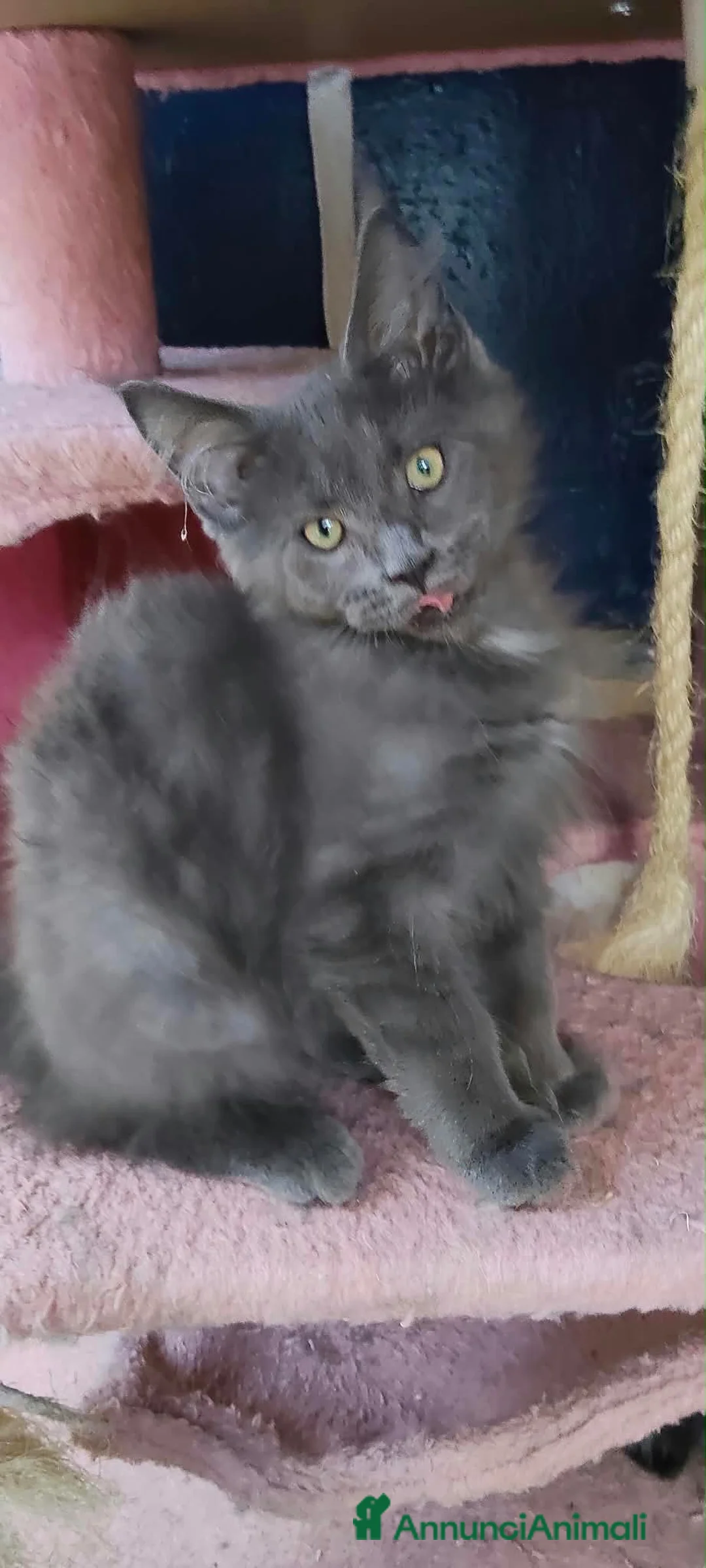 Maine Coon gatti in vendita: Cuccioli Maine coon certificati afsi  - Annuncio 2
