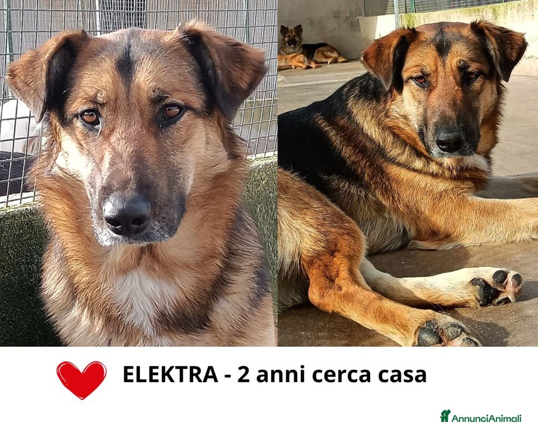 Meticcio cani in regalo: ELEKTRA lupetta 2 anni cerca adozione a Provincia di Latina - Annuncio 1
