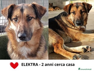 Meticcio cani ELEKTRA lupetta 2 anni cerca adozione a Provincia di Latina - Annuncio 30