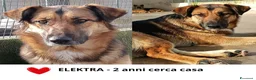 Meticcio cani in regalo: ELEKTRA lupetta 2 anni cerca adozione a Provincia di Latina - Annuncio 1