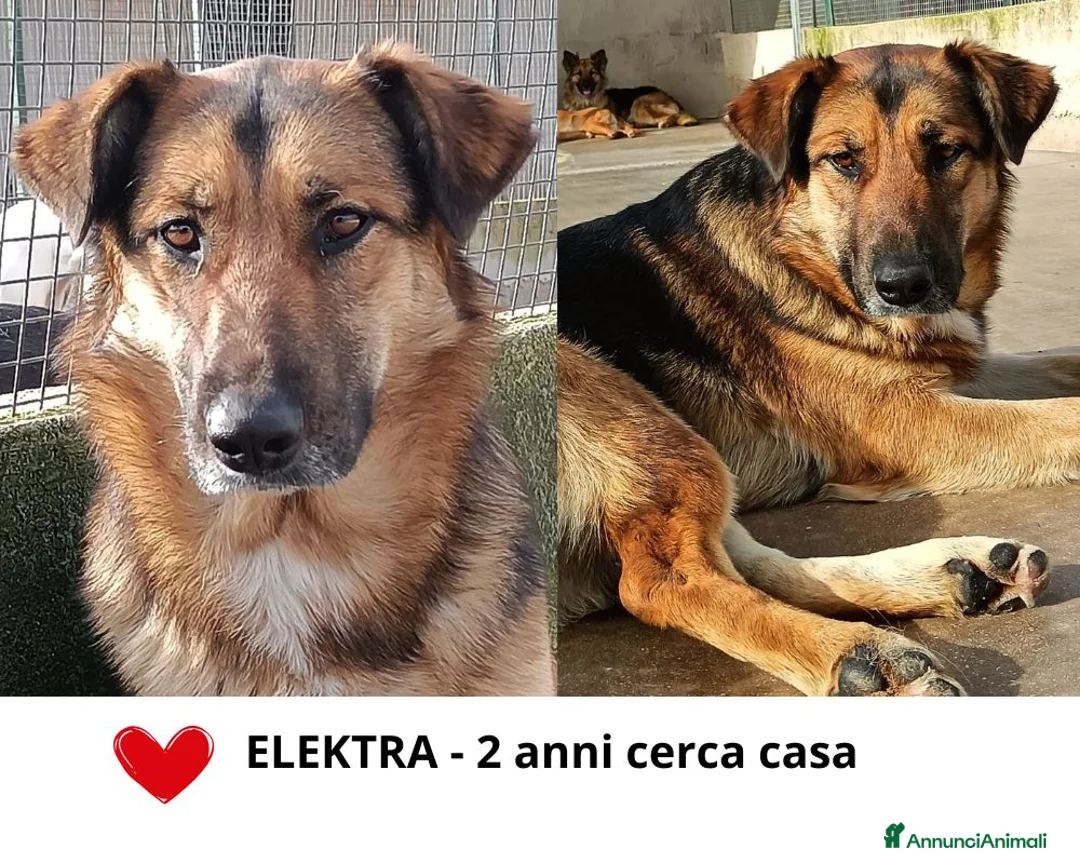 Meticcio cani in regalo: ELEKTRA lupetta 2 anni cerca adozione a Provincia di Latina - Annuncio 1