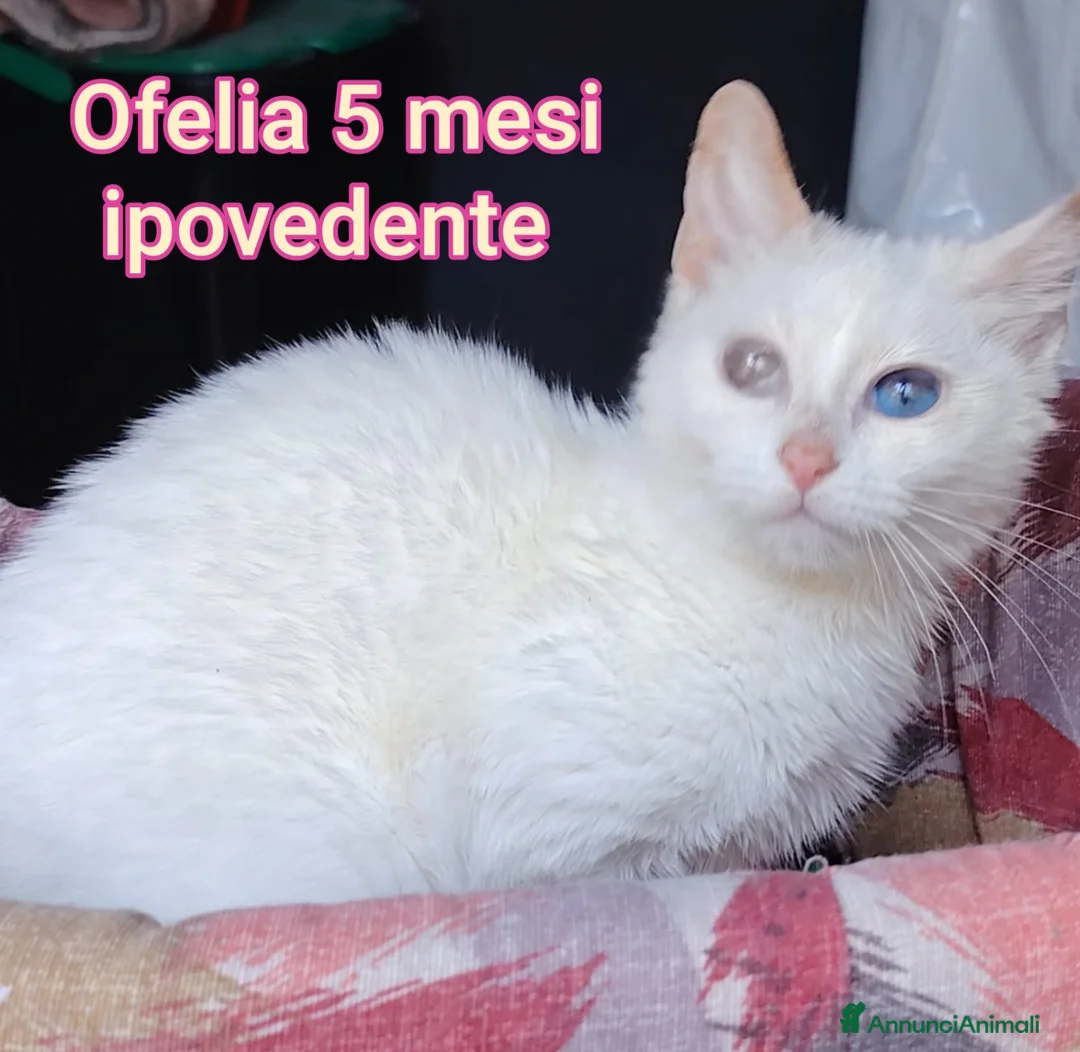 Altre razze gatti in regalo: SERVONO ADOZIONI PER SALVARLI  - Annuncio 1