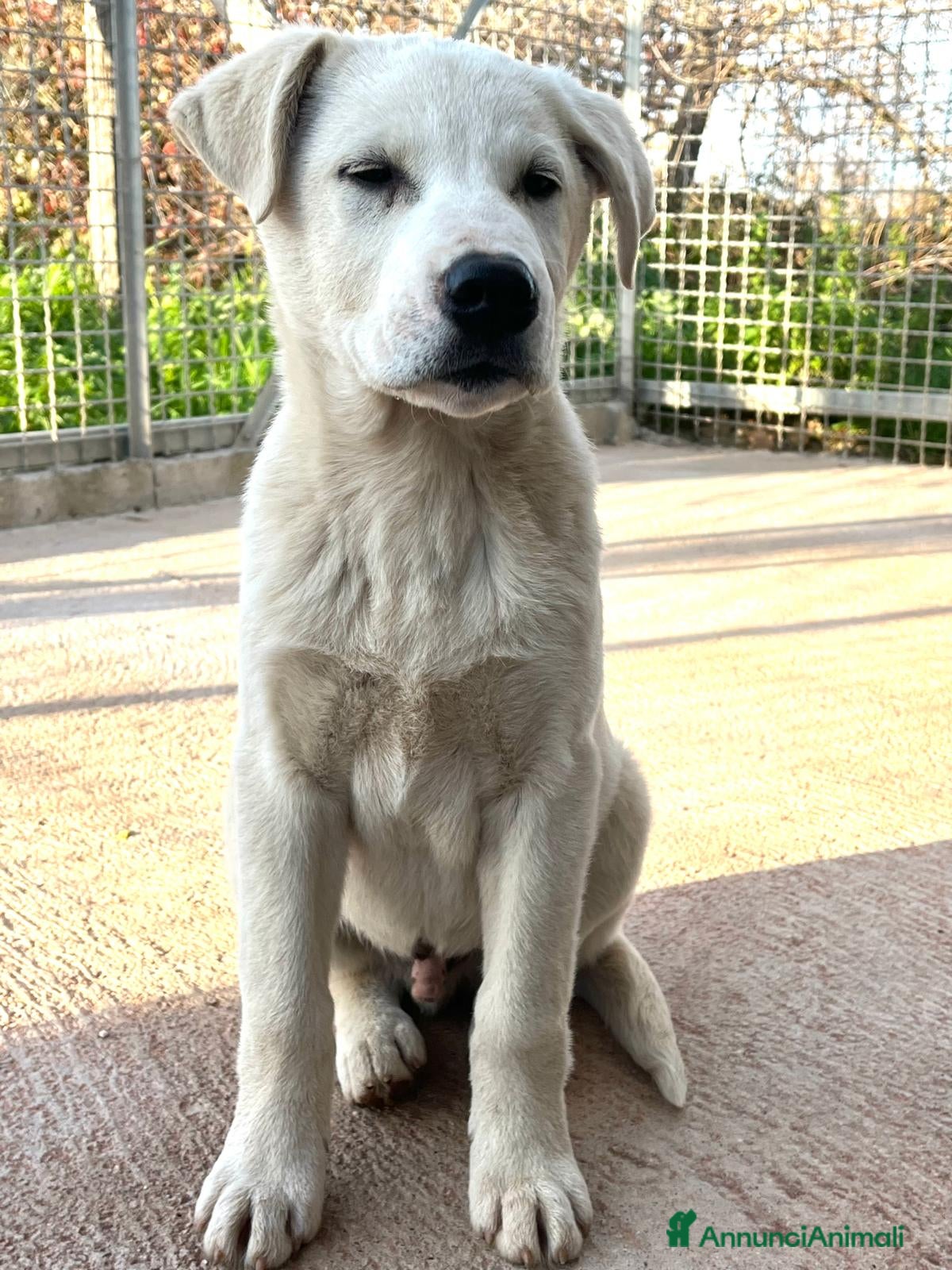 Meticcio cani Cucciolo 3 mesi - Annuncio 2