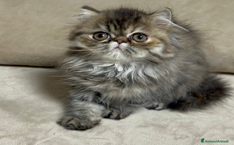 Persiano gatti Cucciolo persiano - Annuncio 5