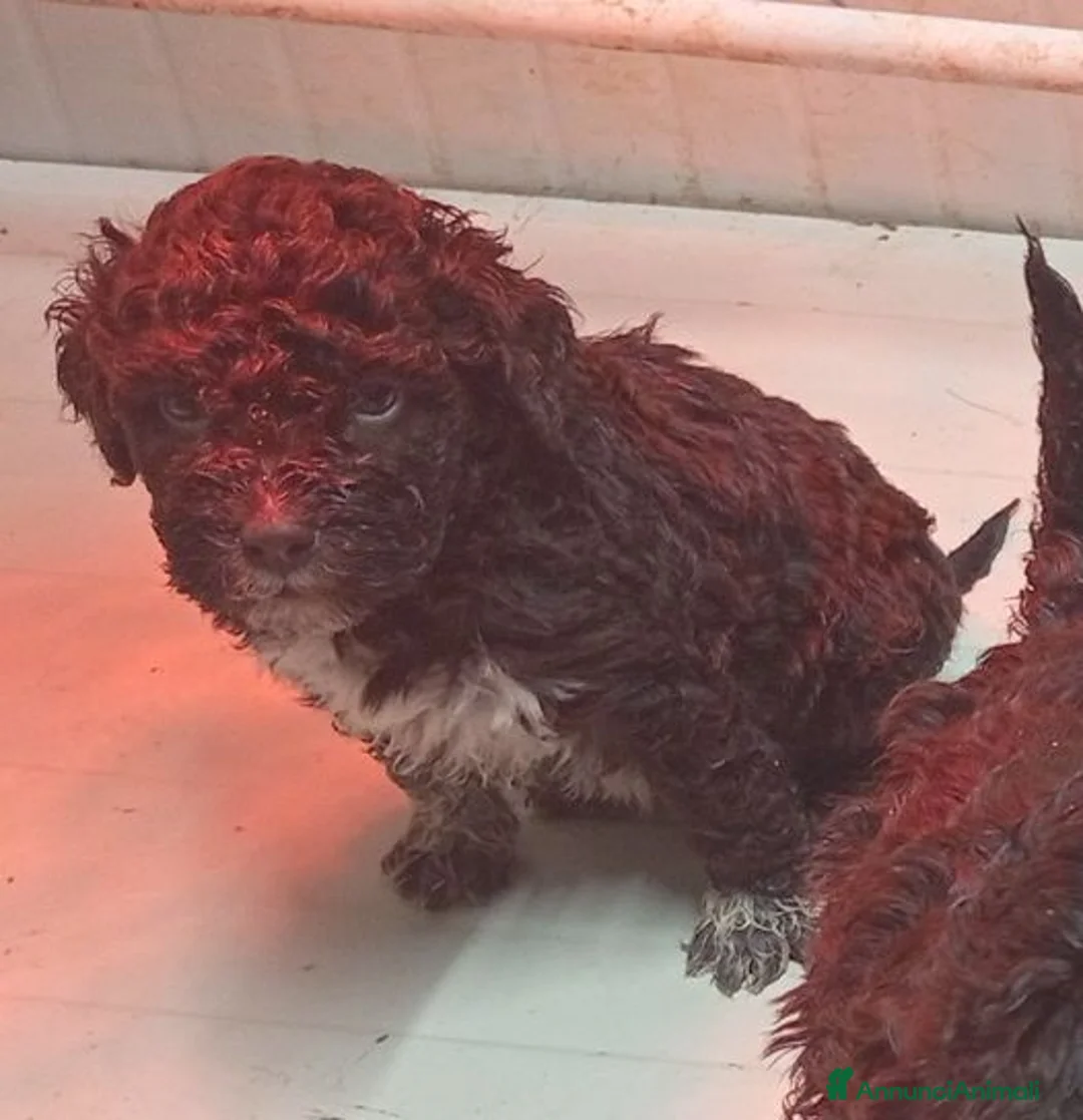Lagotto cani in vendita: Lagotto cuccioli con Pedigree - Annuncio 2
