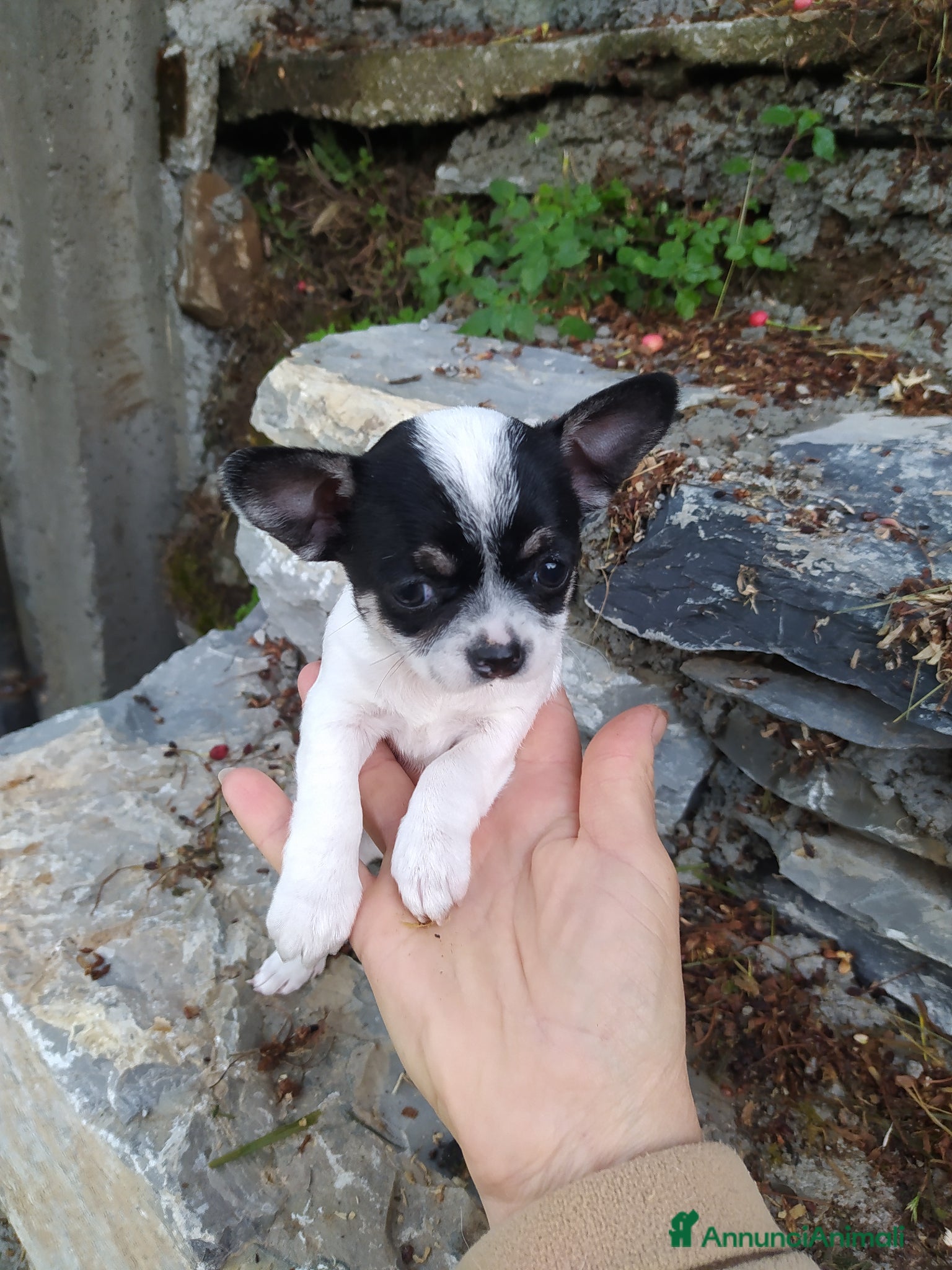 Chihuahua cani Chihuahua cucciola femmina  - Annuncio 2