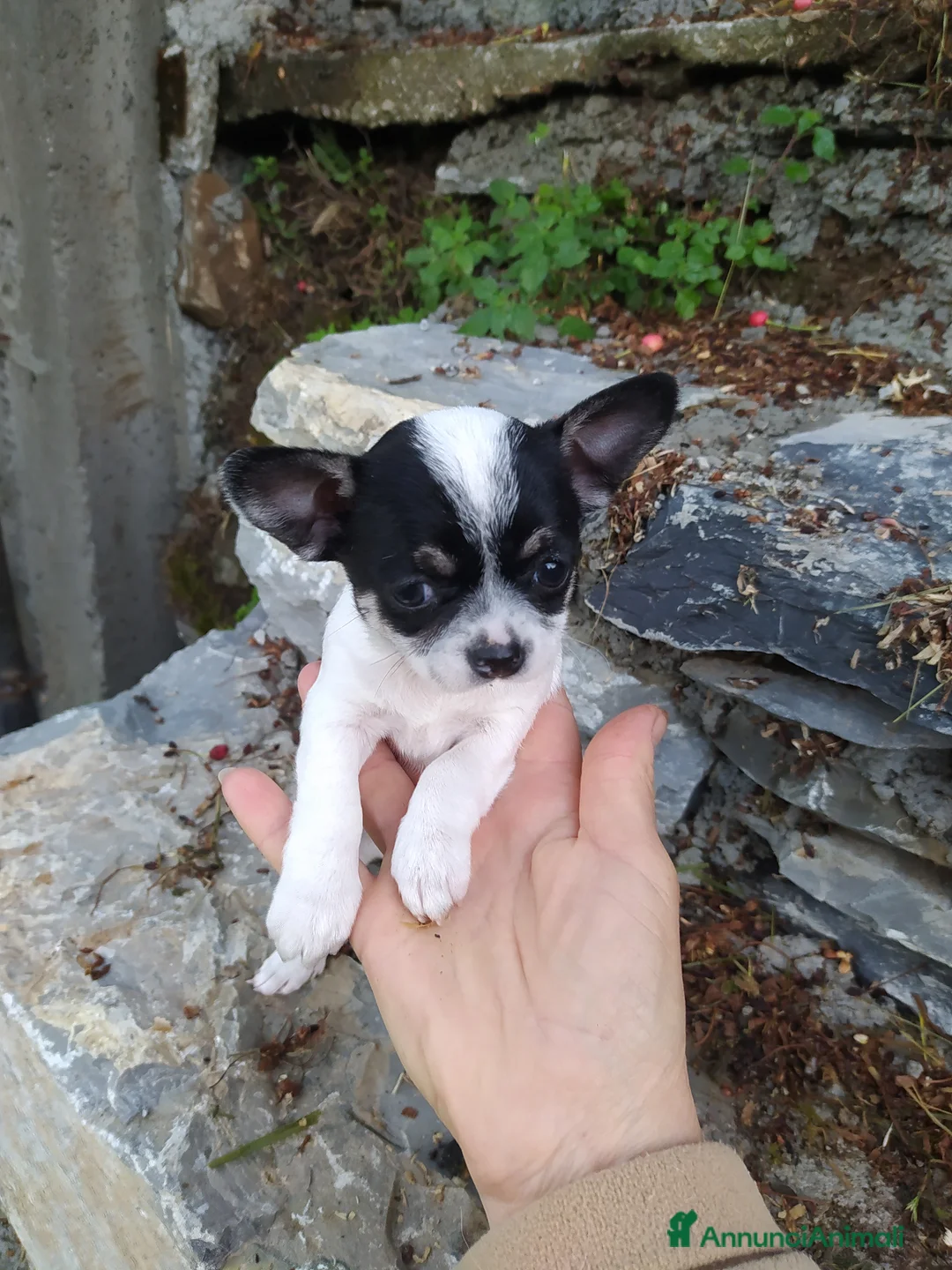 Chihuahua cani in vendita: Chihuahua cucciola femmina  - Annuncio 1