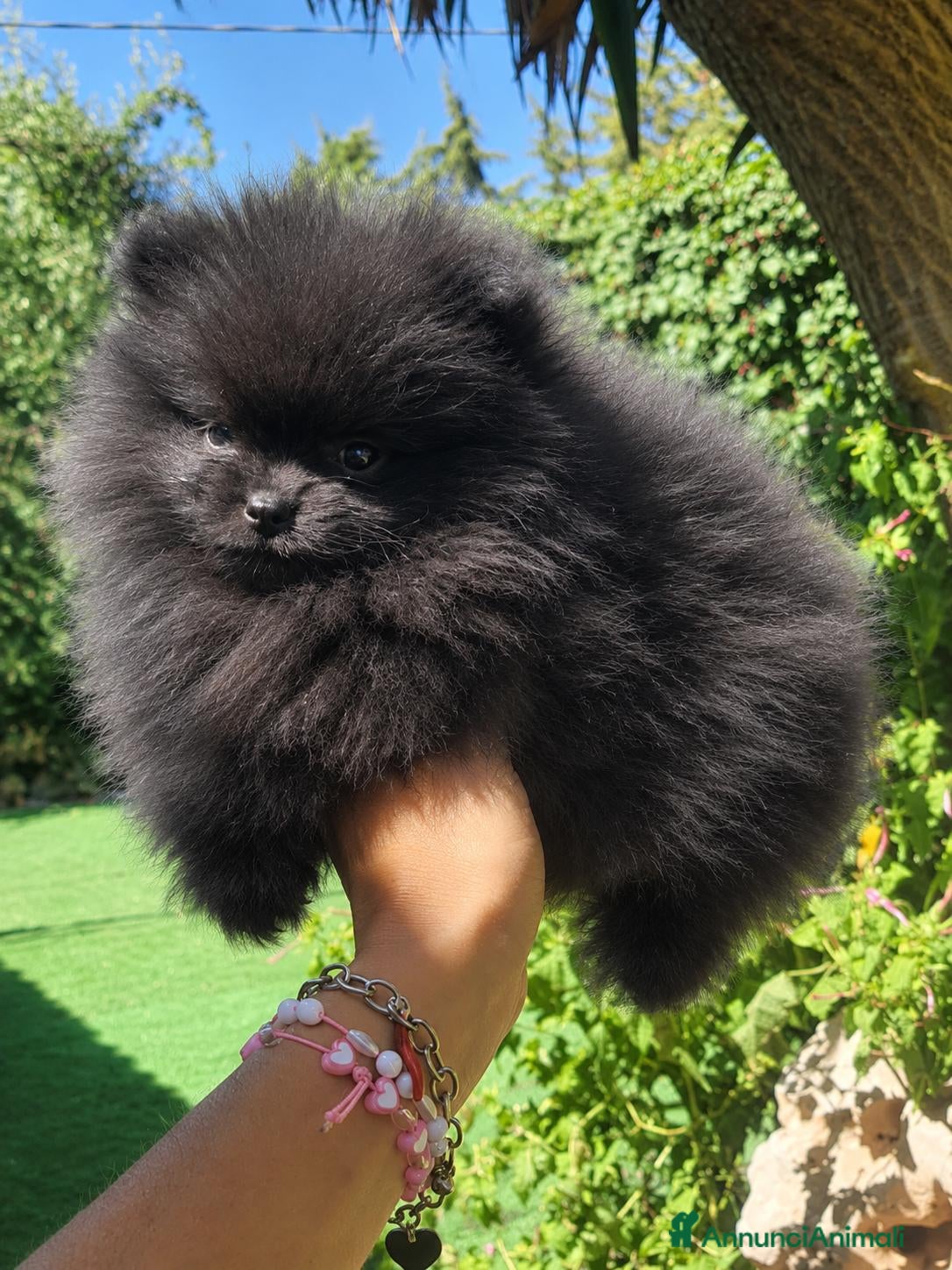 Volpino Pomerania cani Volpini spitz pomerania toy - Annuncio 1