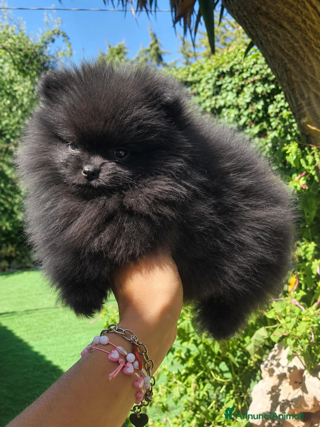 Volpino Pomerania cani in vendita: Volpini spitz pomerania toy - Annuncio 1