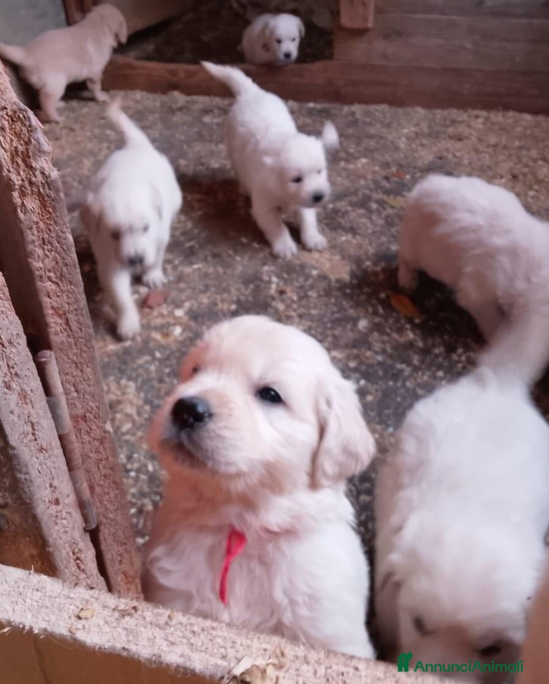 Golden Retriever cani in vendita: Cuccioli Golden retriever - Annuncio 3