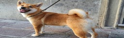 Shiba Inu cani in vendita: Shiba inu , cuccioli disponibili - Annuncio 3