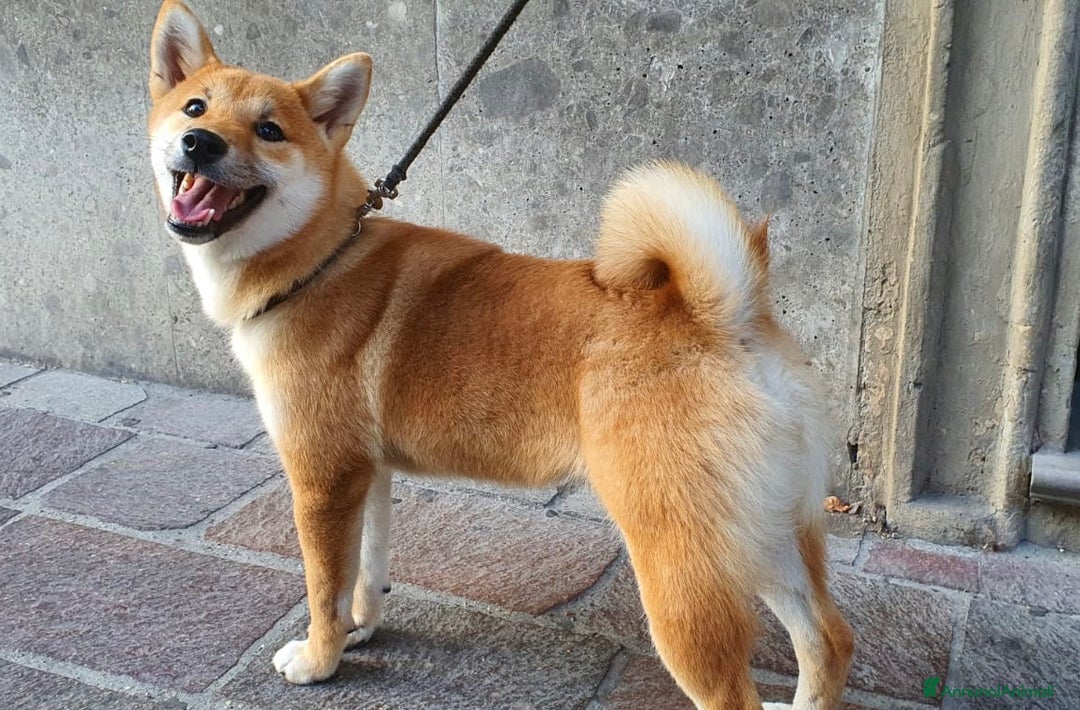 Shiba Inu cani in vendita: Shiba inu , cuccioli disponibili - Annuncio 3