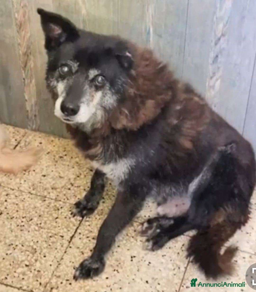 Meticcio cani in regalo: Skizzo 10anni TOGLIAMOLO DAL CANILE!! PUGLIA SOS - Annuncio 3