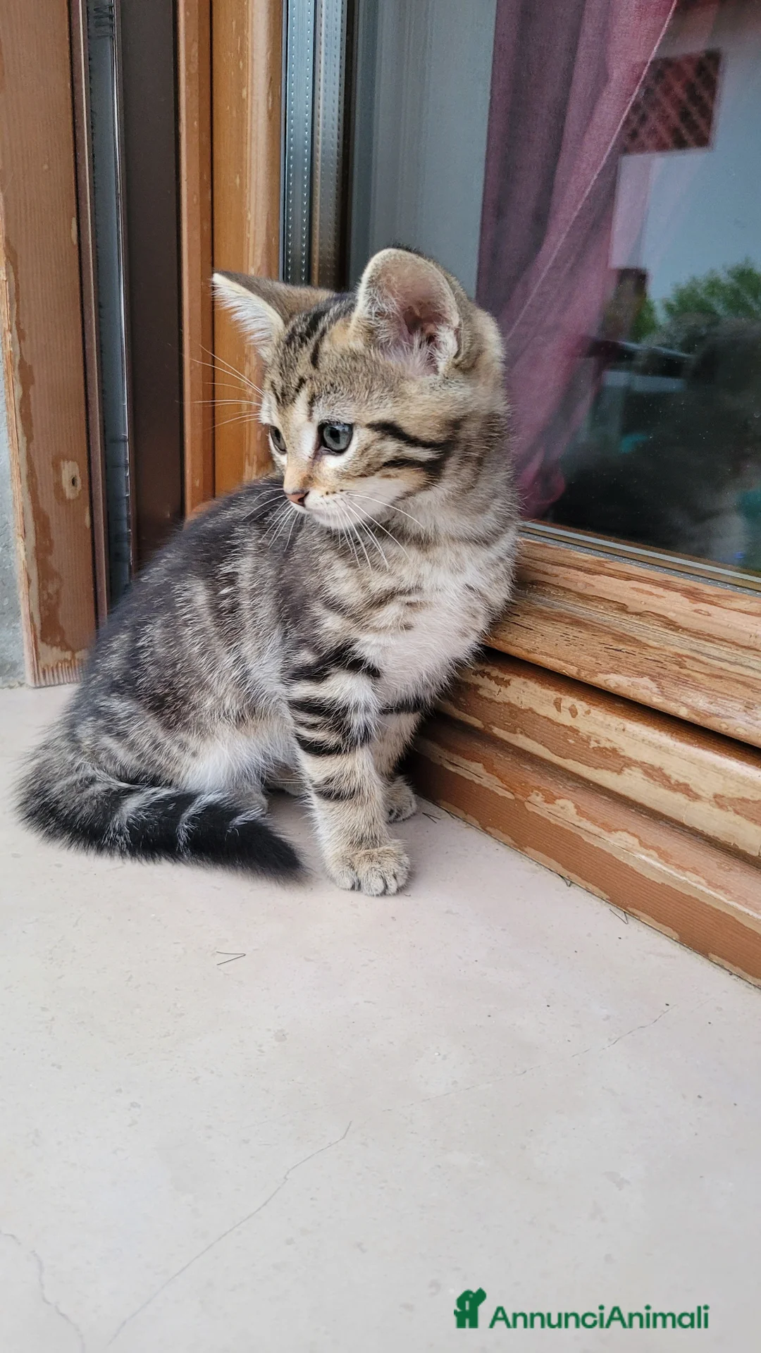 Europeo gatti in vendita: Gattino maschio di 2 mesi - Annuncio 2