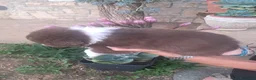 Australian Shepherd cani in vendita: Cucciola  casalinga  a Provincia di Bergamo - Annuncio 12