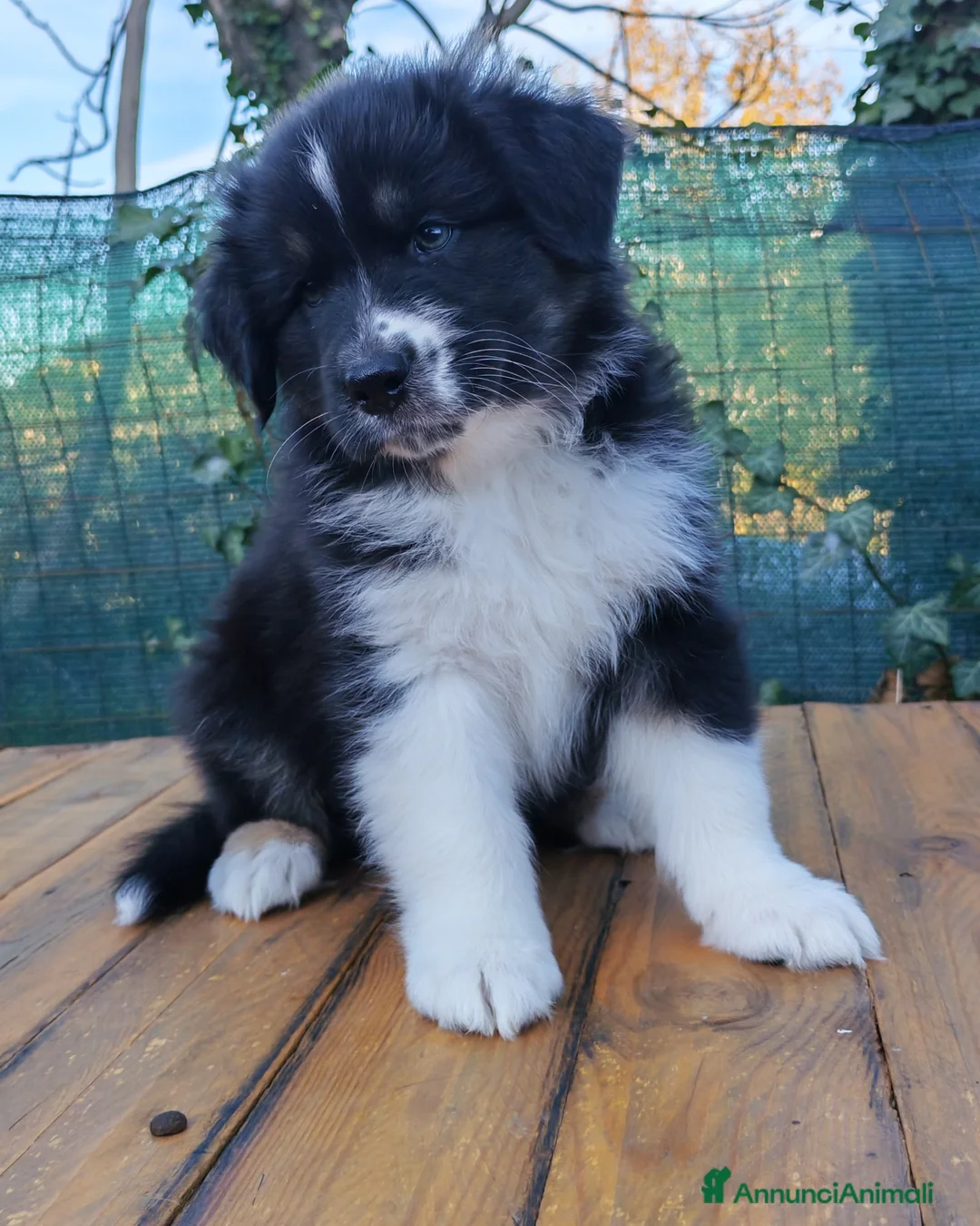 Australian Shepherd cani in vendita: Amorevoi Cuccioli Pastore Australiano (Aussi) - Annuncio 7