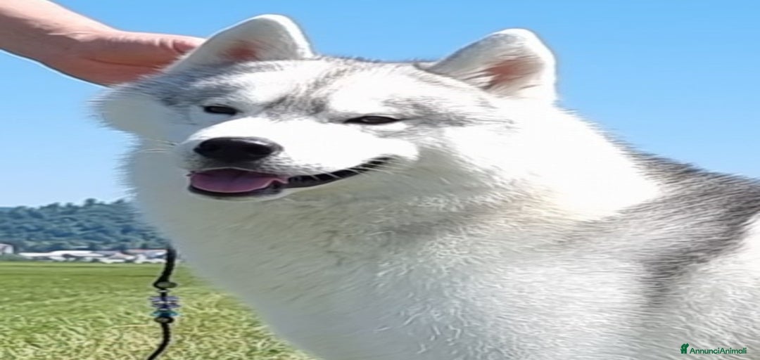 Immagine della galleria {{count}}