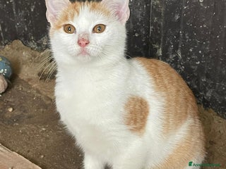 Meticcio gatti KANGA e POOH - Annuncio 1