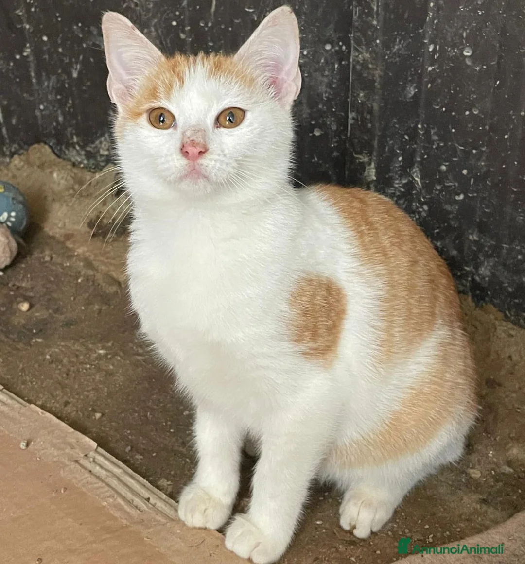 Meticcio gatti in regalo: KANGA e POOH - Annuncio 1