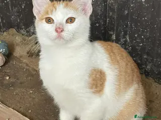 Meticcio gatti KANGA e POOH - Annuncio 29