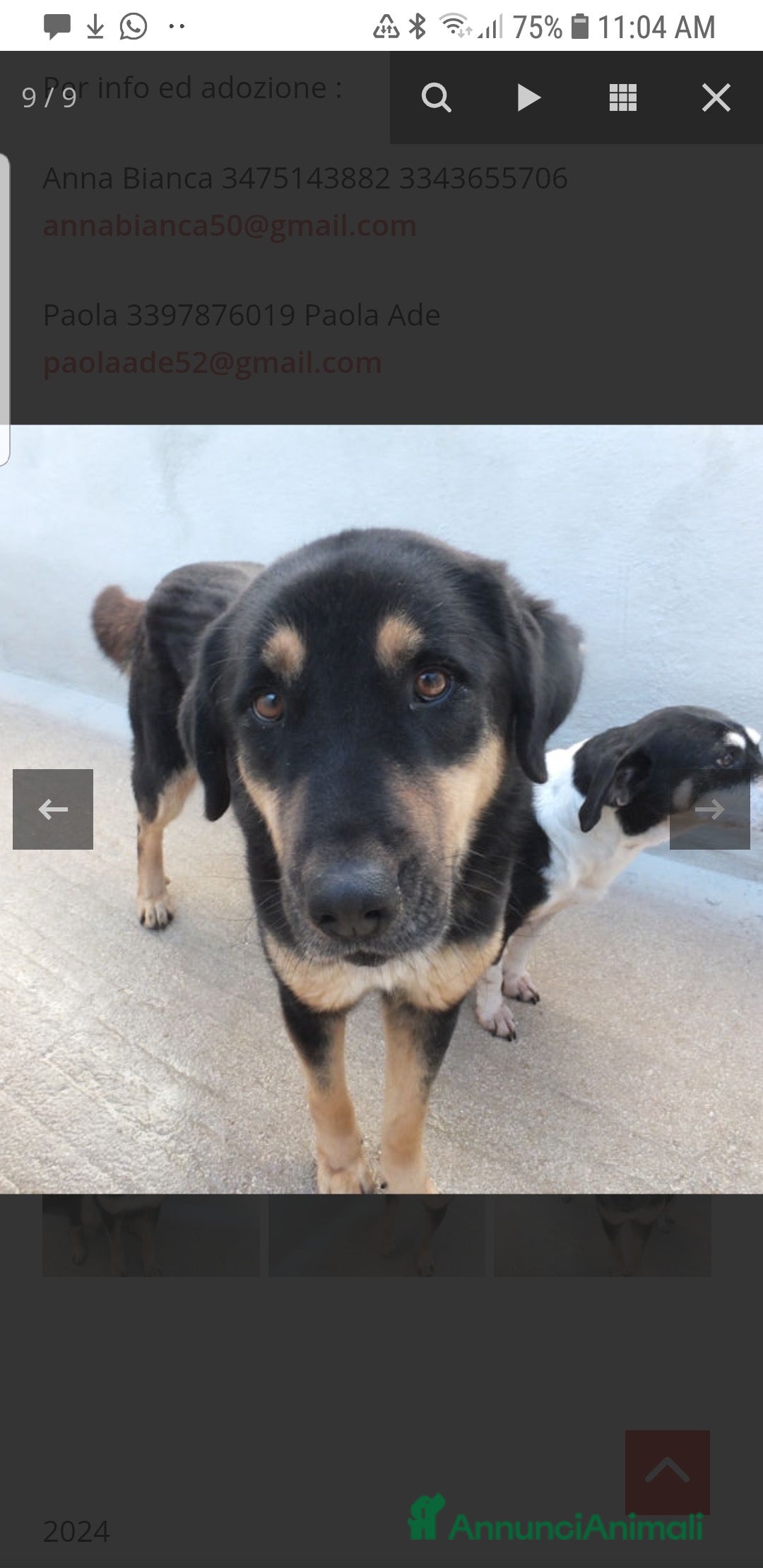 Altre razze cani in regalo: ADOZIONE DEL CUORE PER AFRICA, chiusa in box - Annuncio 6