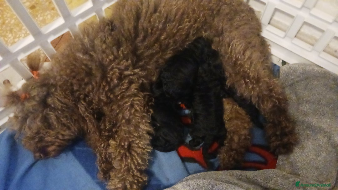 Barboncino cani in vendita: barboncini  - Annuncio 7