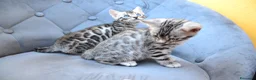 Bengala gatti in vendita: Cucciole Bengala con Pedigree alta genealogia a Provincia di Padova - Annuncio 4