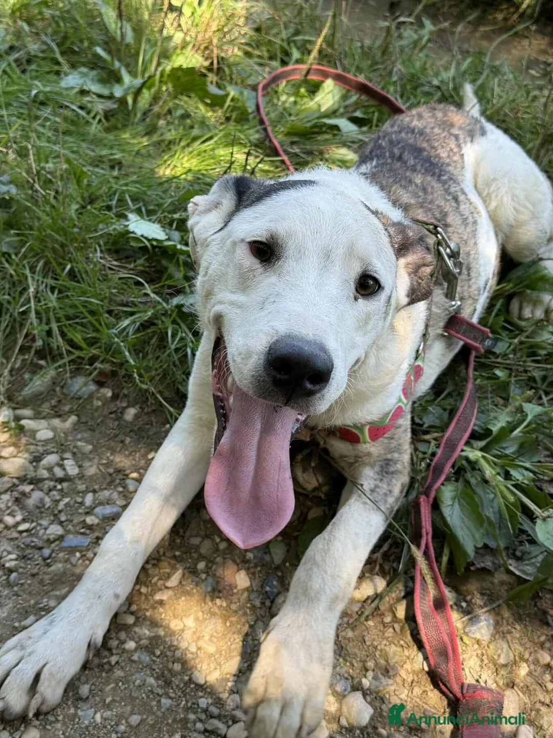 Pitbull cani in regalo: ALFA, mix PITBULL super coccolone!! - Annuncio 7