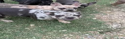 Bulldog Francese cani in vendita: Bulldog francese - Annuncio 10