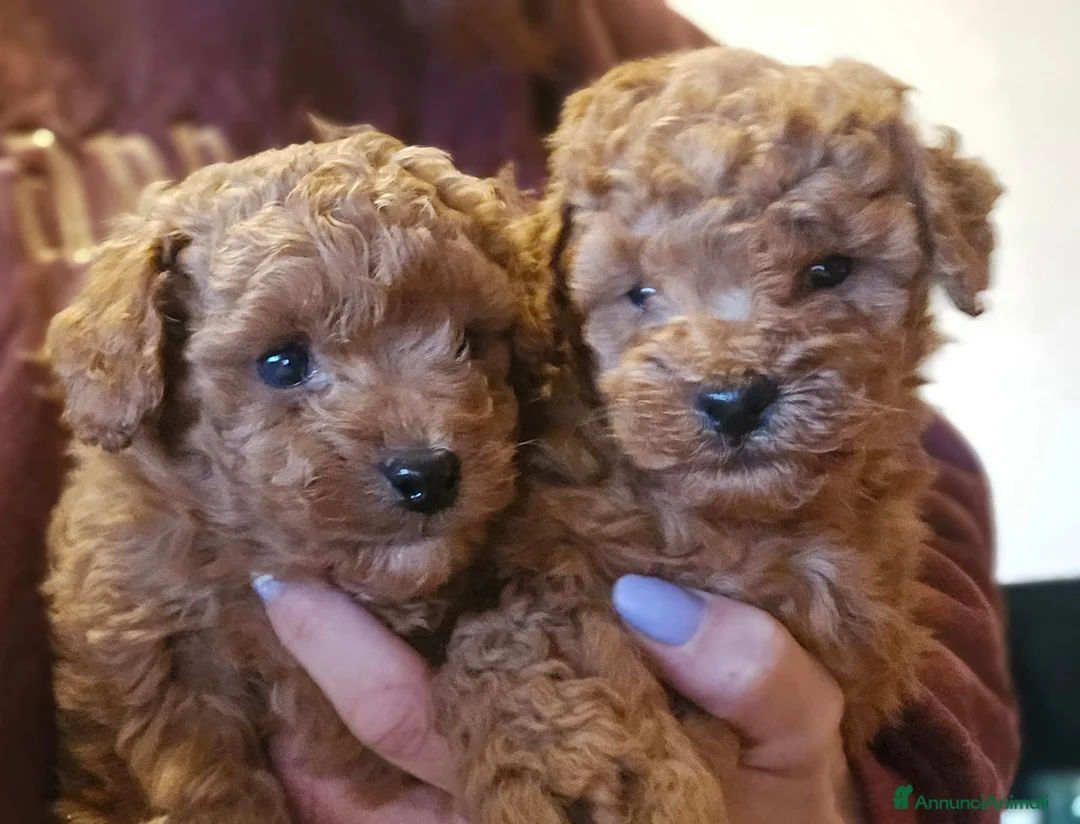 Immagine della galleria {{count}}