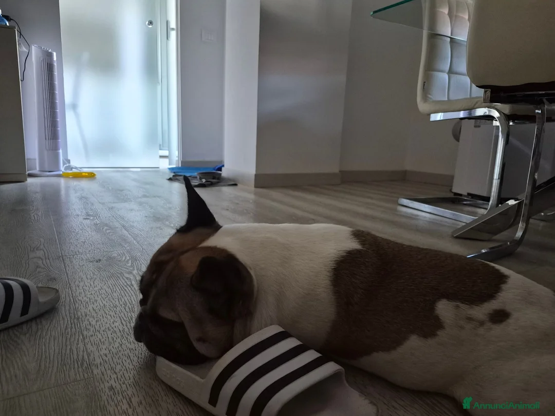 Bulldog Francese cani per accoppiamento: Bulldog Francese con Pedigree per Monta - Annuncio 4