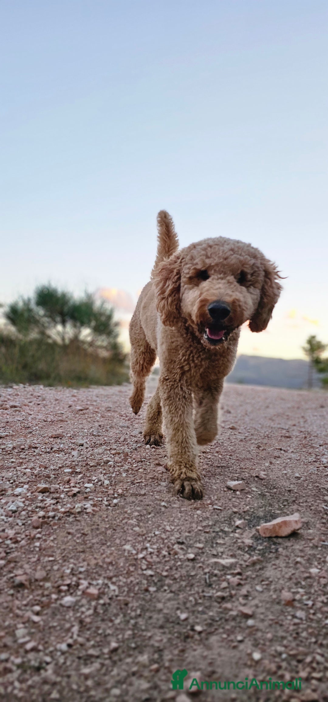 Altre razze cani per accoppiamento: Golden Doodle F1B per accoppiamento  - Annuncio 7