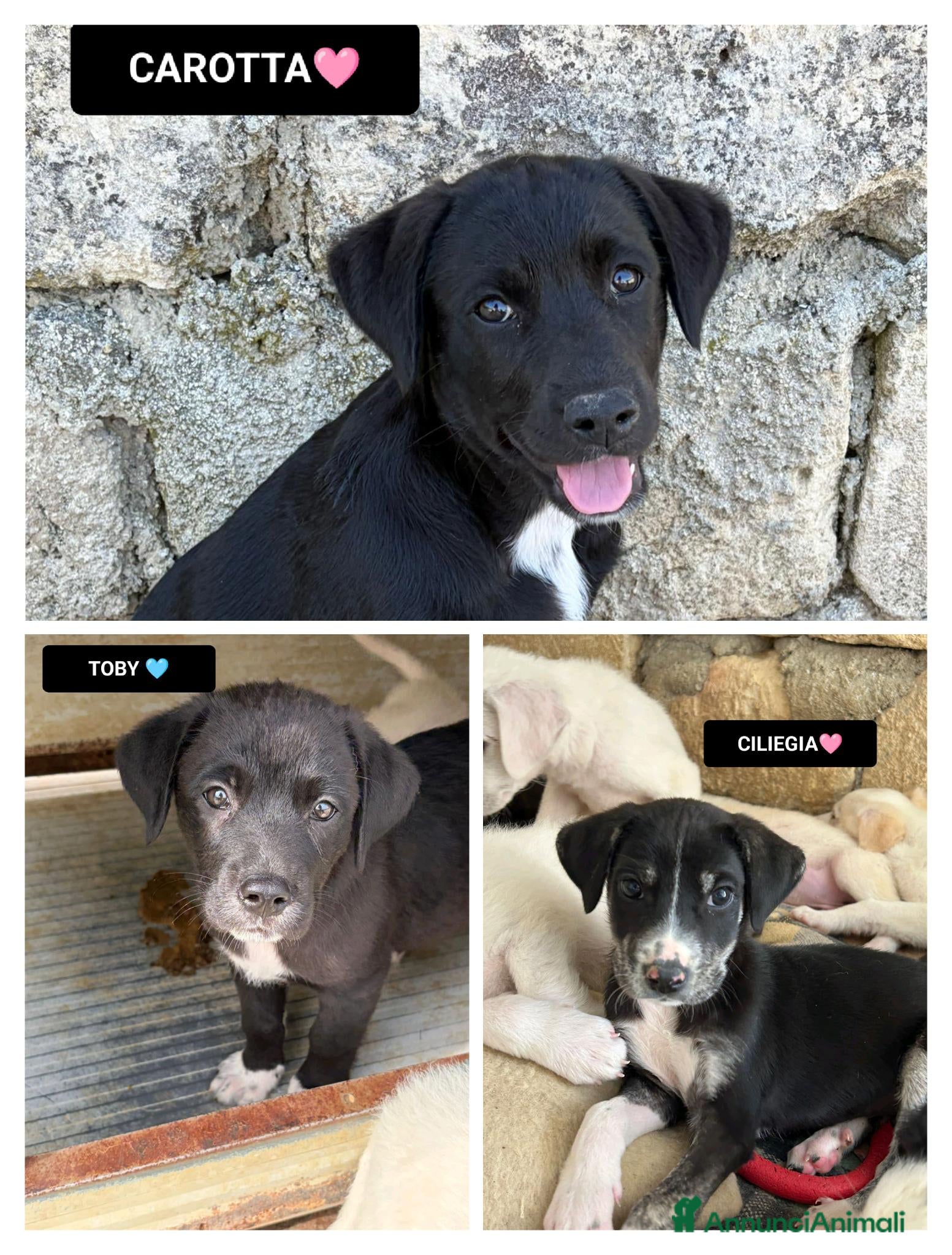 Meticcio cani in regalo:  CARLOTTA, CILIEGIA E TOBY, - Annuncio 1