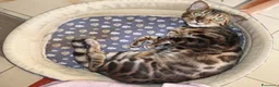 Bengala gatti in vendita: Dolcissima gattina Bengala  - Annuncio 2