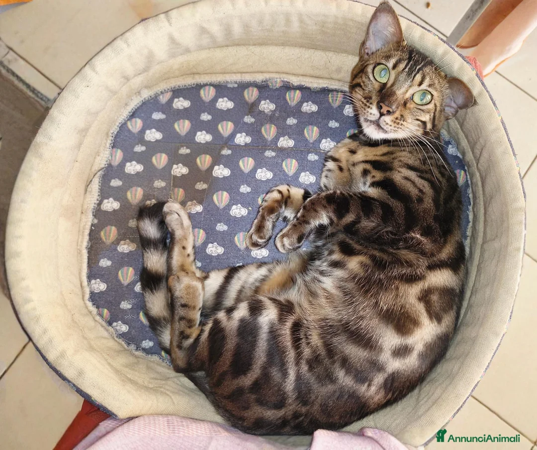 Bengala gatti in vendita: Dolcissima gattina Bengala  - Annuncio 2