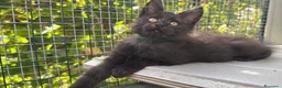 Maine Coon gatti in vendita: Cucciolo di maine coon manto nero (Daiquiri) - Annuncio 8