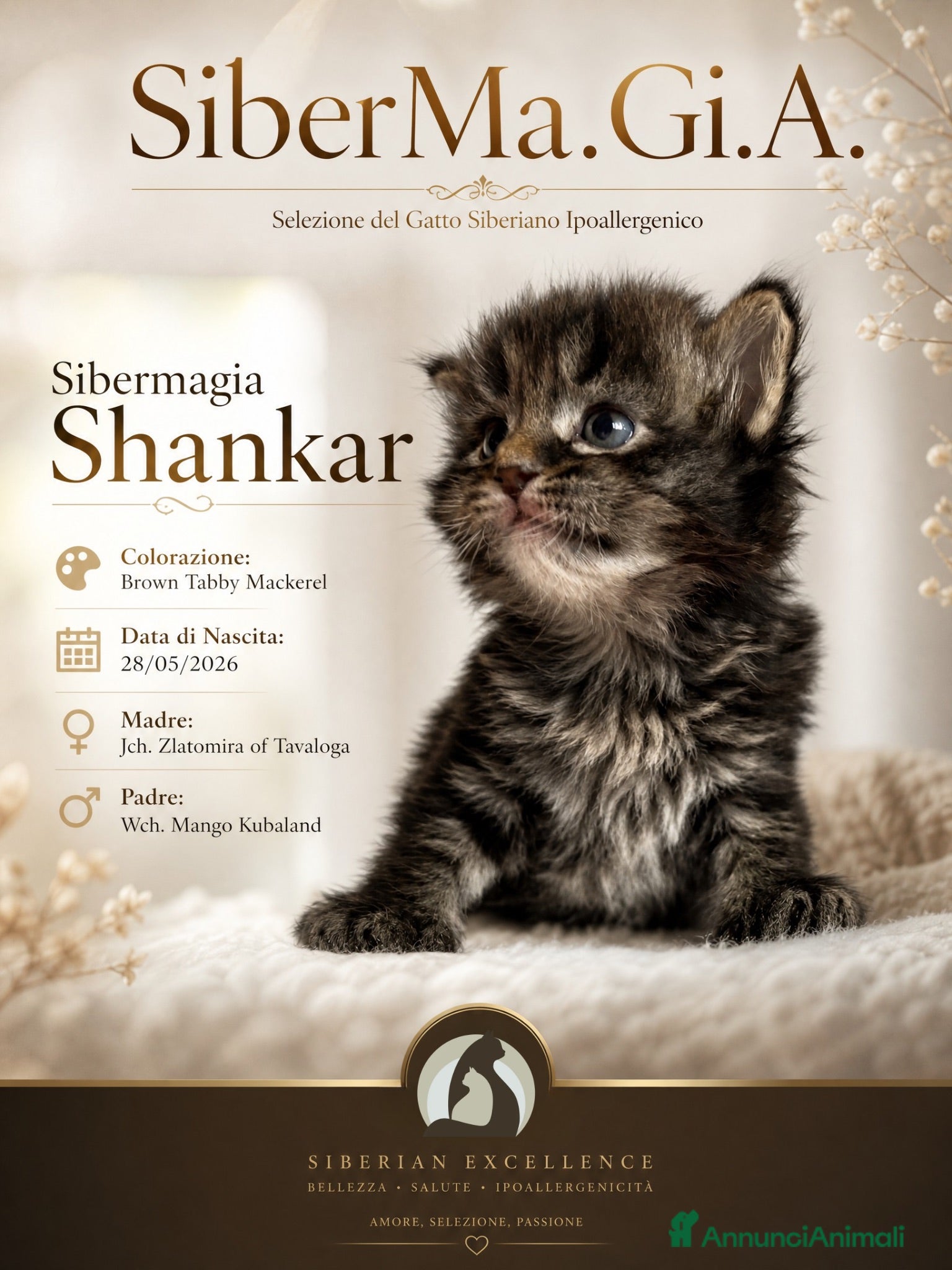Siberiano gatti Gattino siberiano ipoallergenico  - Annuncio 1