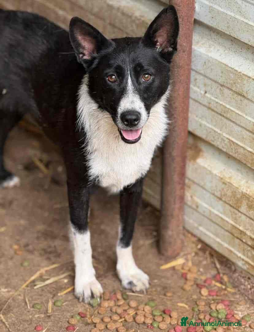 Meticcio cani TESSA, bellissima coccolona in canile! - Annuncio 2