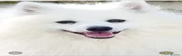 Volpino Italiano cani in vendita: Cuccioli di volpino italiano - Annuncio 2