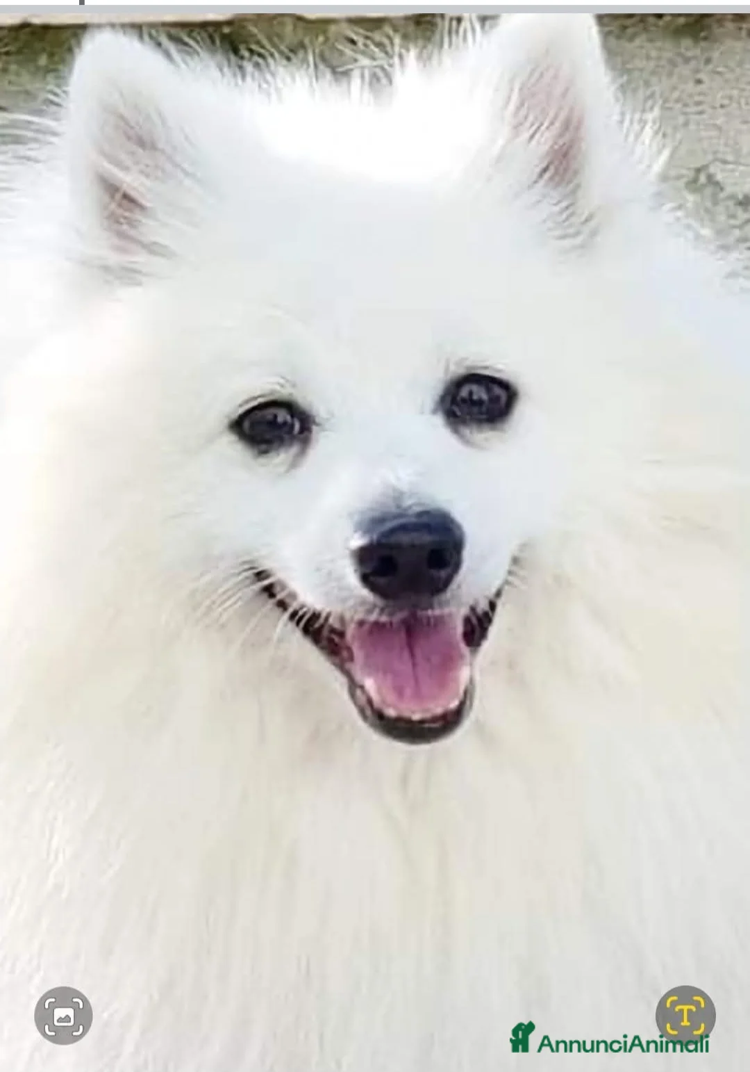 Volpino Italiano cani in vendita: Cuccioli di volpino italiano - Annuncio 2