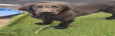 Dasherflat Thriller 