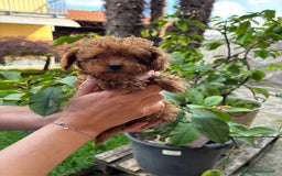Barboncino cani in vendita: BARBONCINI FULVI TOY E NANI CON PEDIGREE a Vercelli - Immagine 3