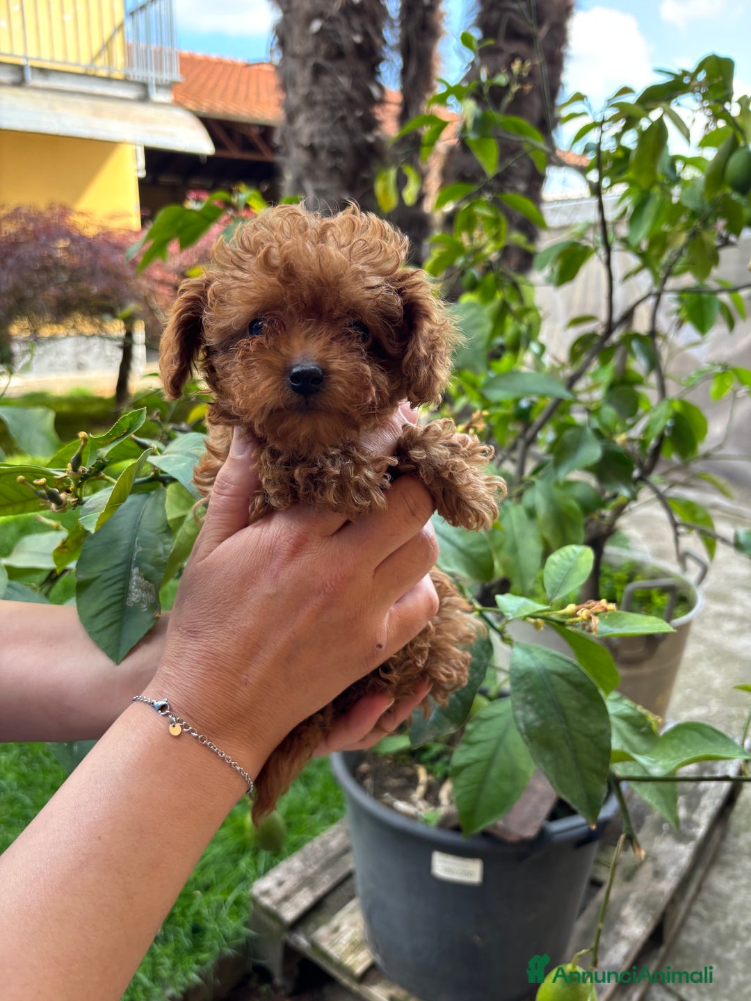 Barboncino cani in vendita: BARBONCINI FULVI TOY E NANI CON PEDIGREE a Vercelli - Immagine 3