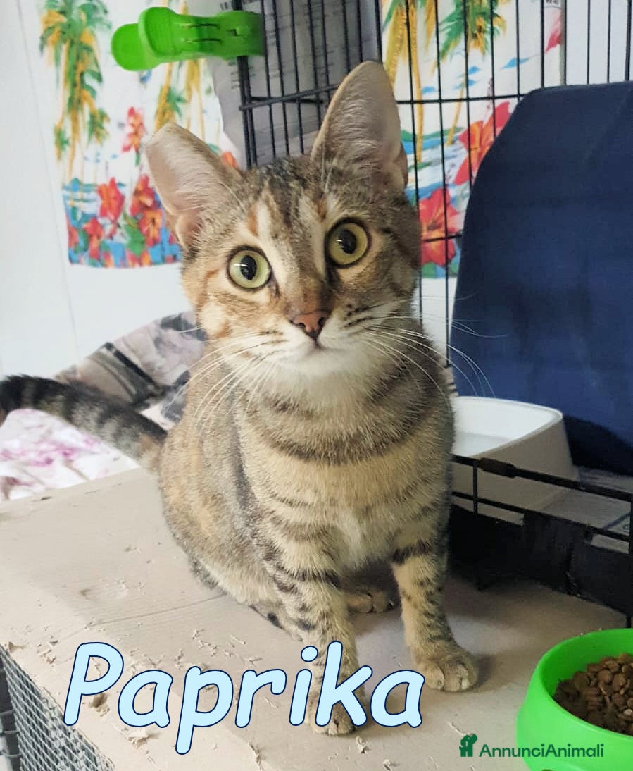 Europeo gatti  PAPRIKA GATTINA DOLCISSIMA - Annuncio 5