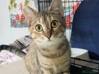 Europeo gatti PAPRIKA GATTINA DOLCISSIMA - Annuncio 5