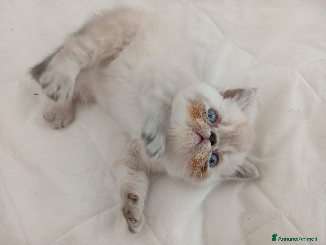 Exotic Shorthair gatti in vendita: Exotic Shorthair  - Annuncio 7