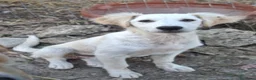 Meticcio cani in regalo: Cuccioli di 5 mesi cercano casa - Annuncio 14