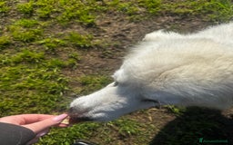 Pastore Maremmano cani in regalo: Vittoria dolcissima maremmana in adozione a Provincia di Latina - Immagine 4