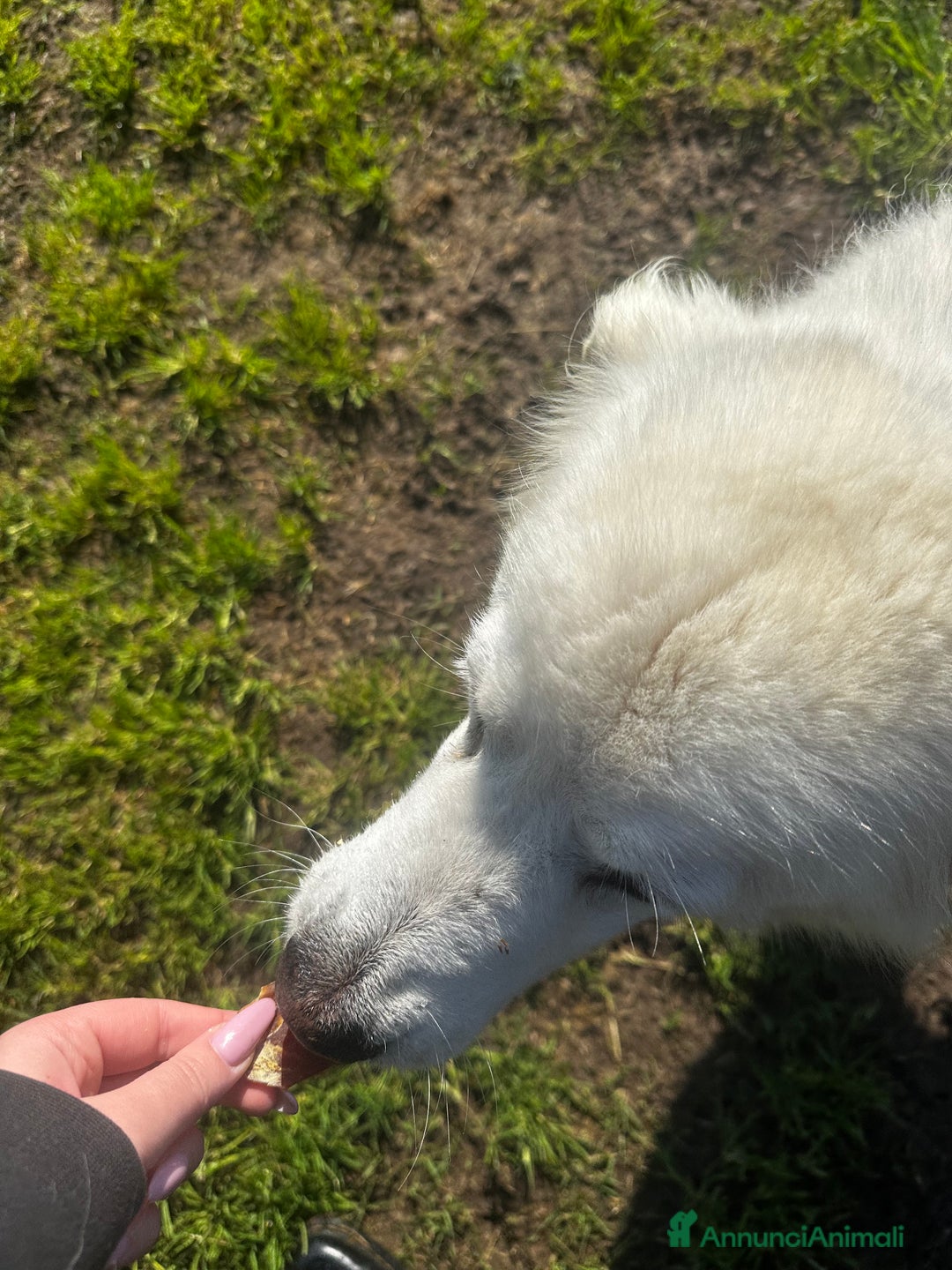 Pastore Maremmano cani in regalo: Vittoria dolcissima maremmana in adozione a Provincia di Latina - Immagine 4